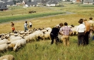 1979 - Hammelfang