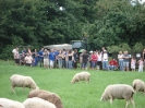 Hammelfang