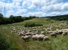 2011-07-09_sw_hammelfang_12