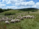 2011-07-09_sw_hammelfang_13