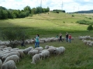 2011-07-09_sw_hammelfang_18